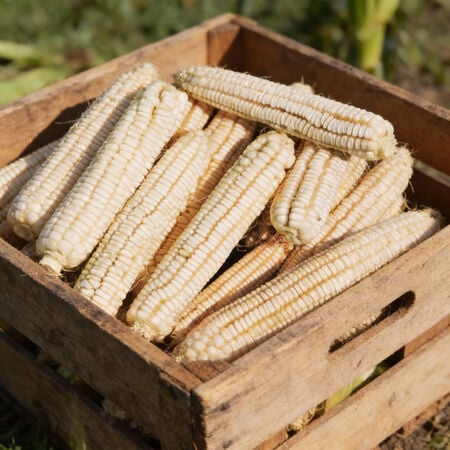 Silver King, Corn Seed - Packet (1 oz.) image number null